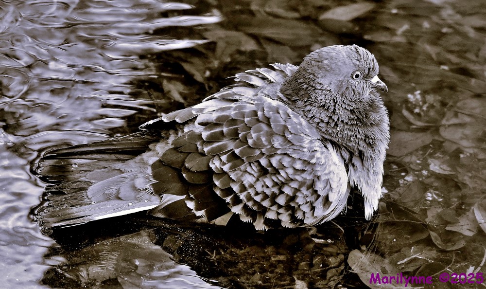 DSC_3953_001.JPG