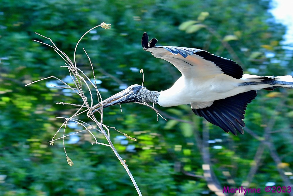 DSC_3954_001.JPG