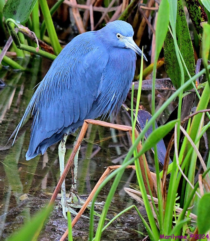 DSC_3954_001.JPG