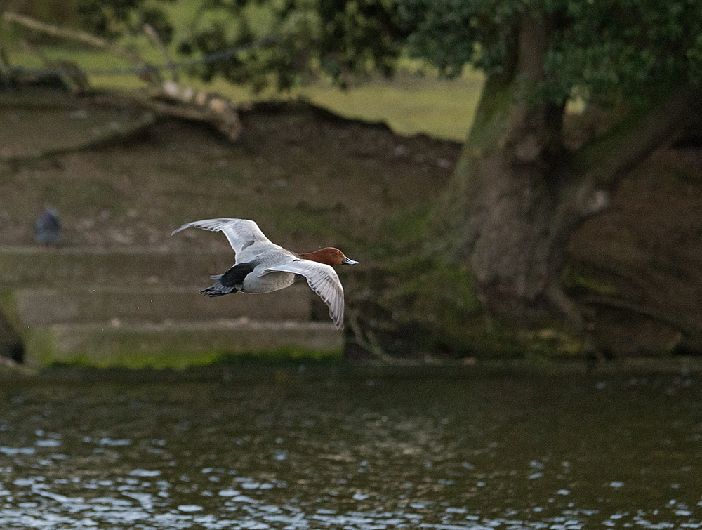 DSC_3955.jpg