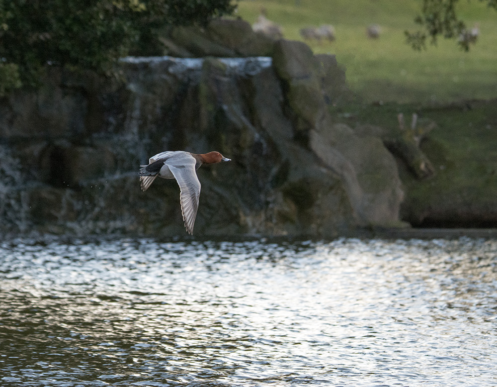 DSC_3956.jpg