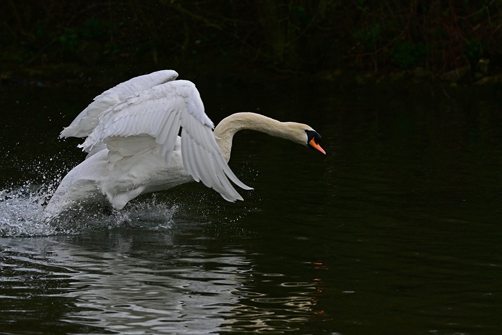 DSC_3956.jpg