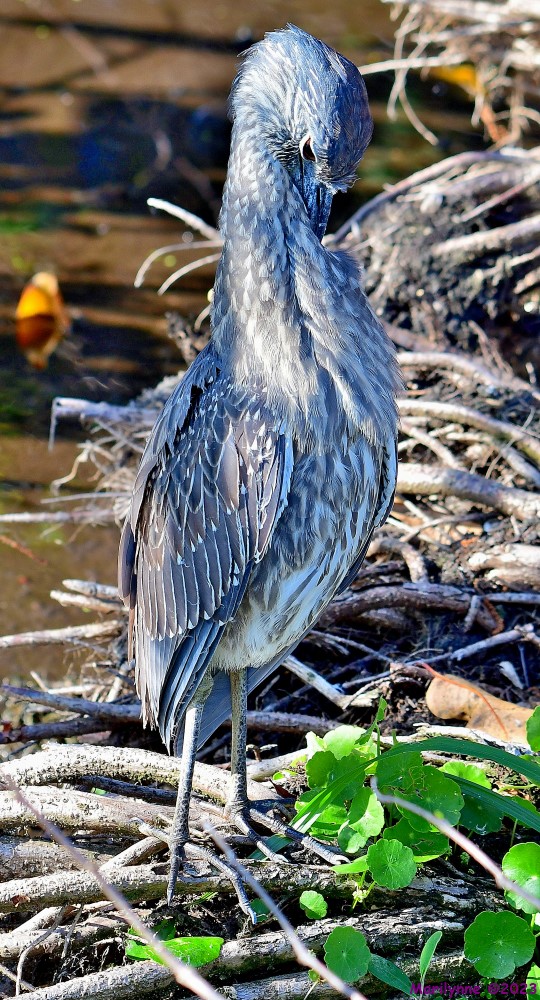 DSC_3957_001.JPG