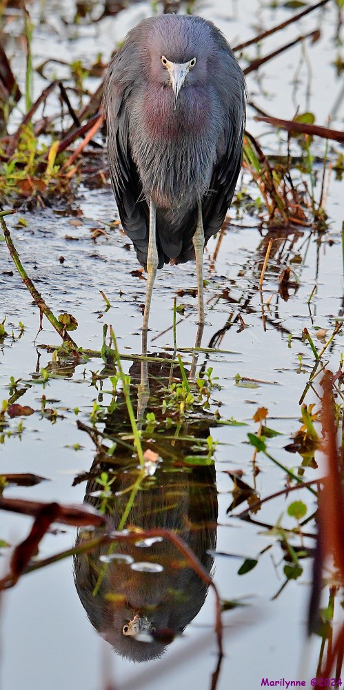 DSC_3957_001.JPG