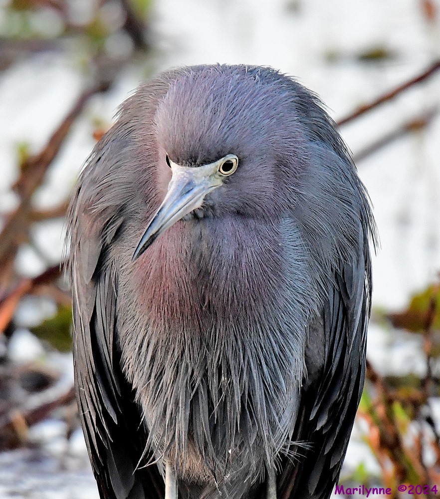 DSC_3958_001.JPG