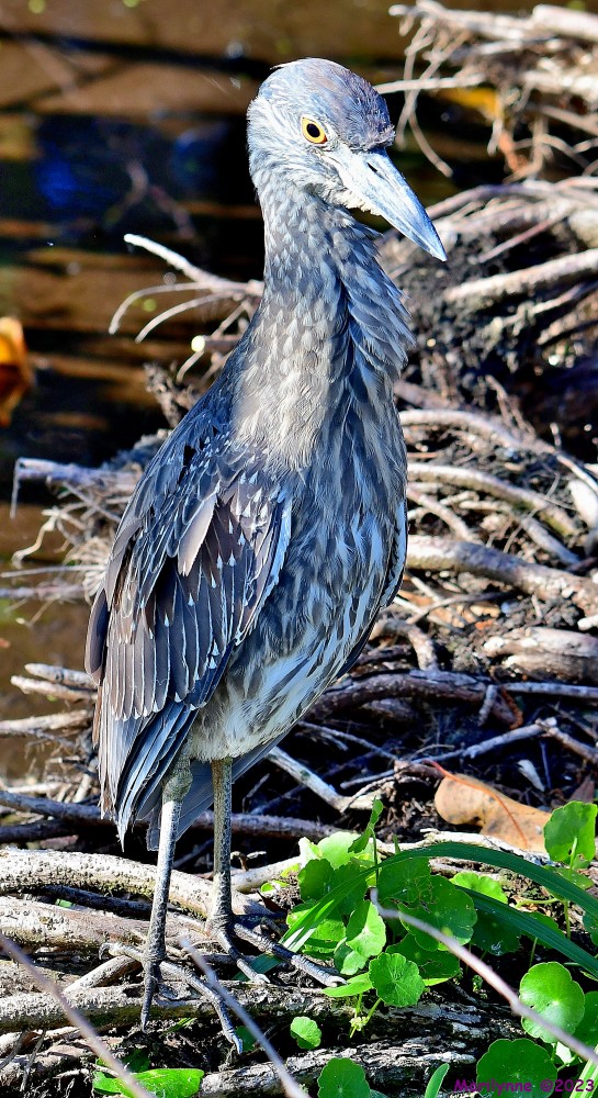 DSC_3959_001.JPG