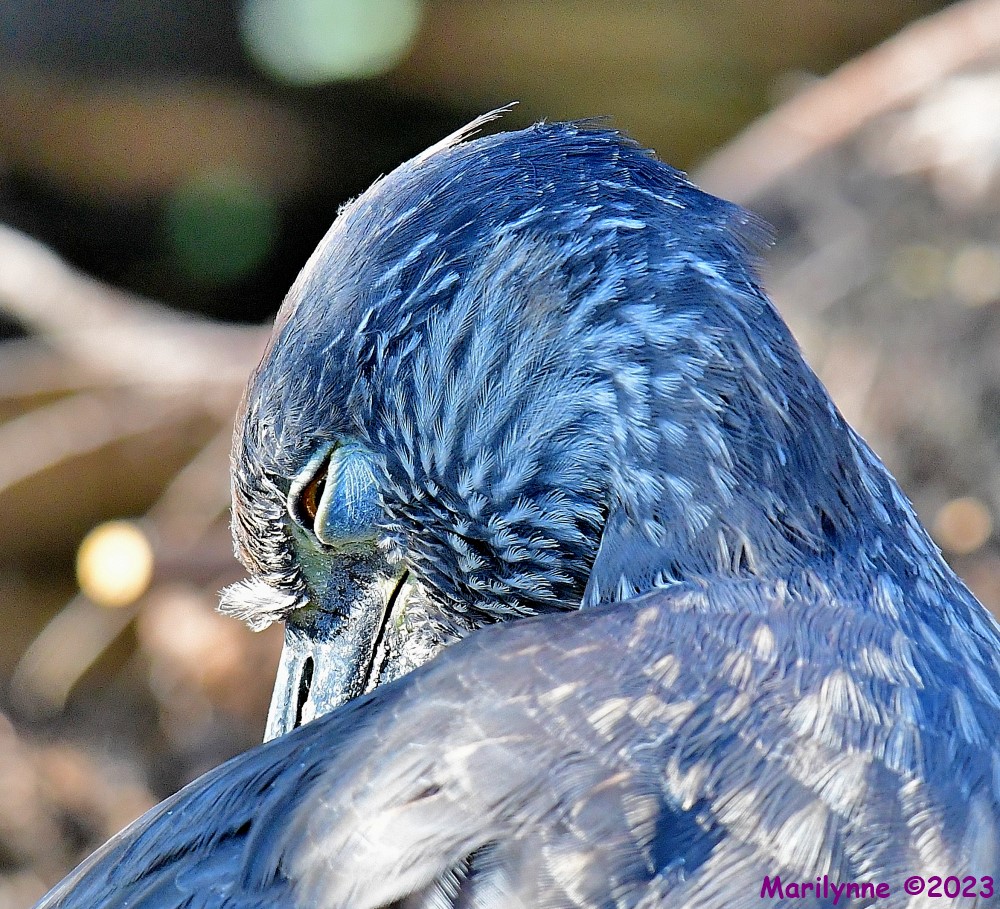 DSC_3962_001.JPG