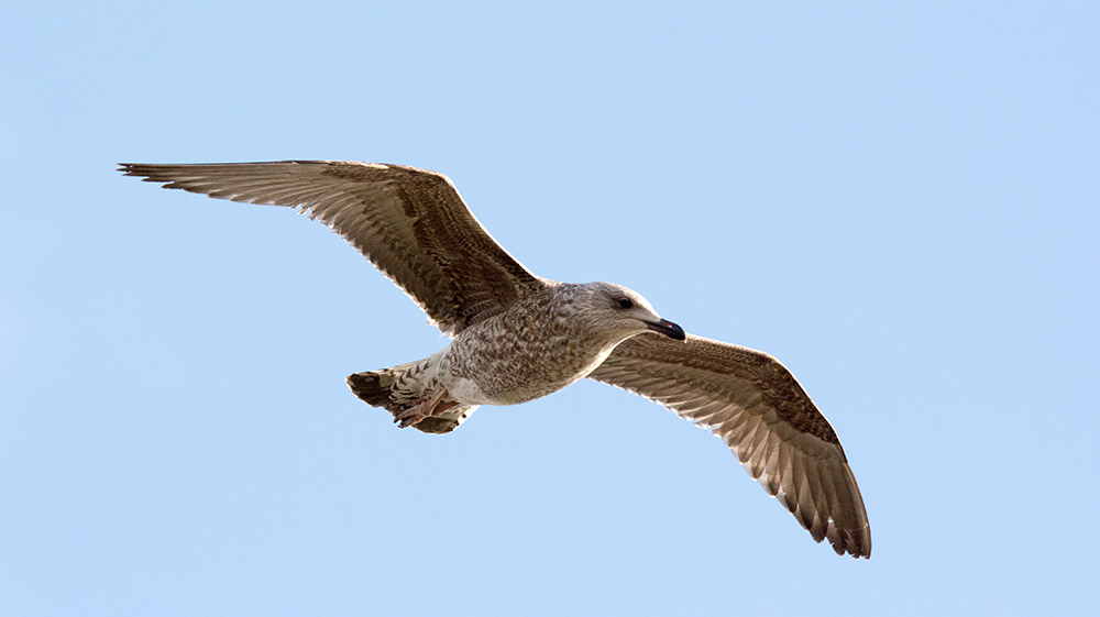DSC_3963.jpg