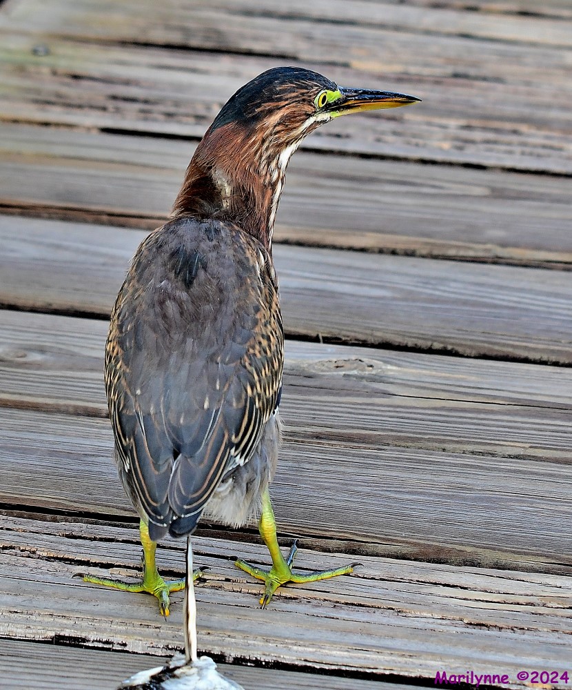 DSC_3963_001.JPG