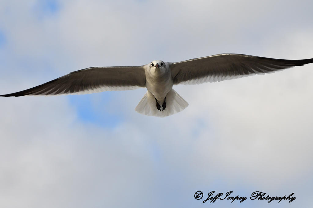 DSC_3964.jpg