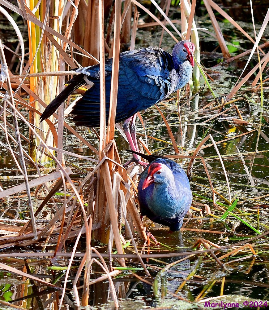DSC_3966_001.JPG