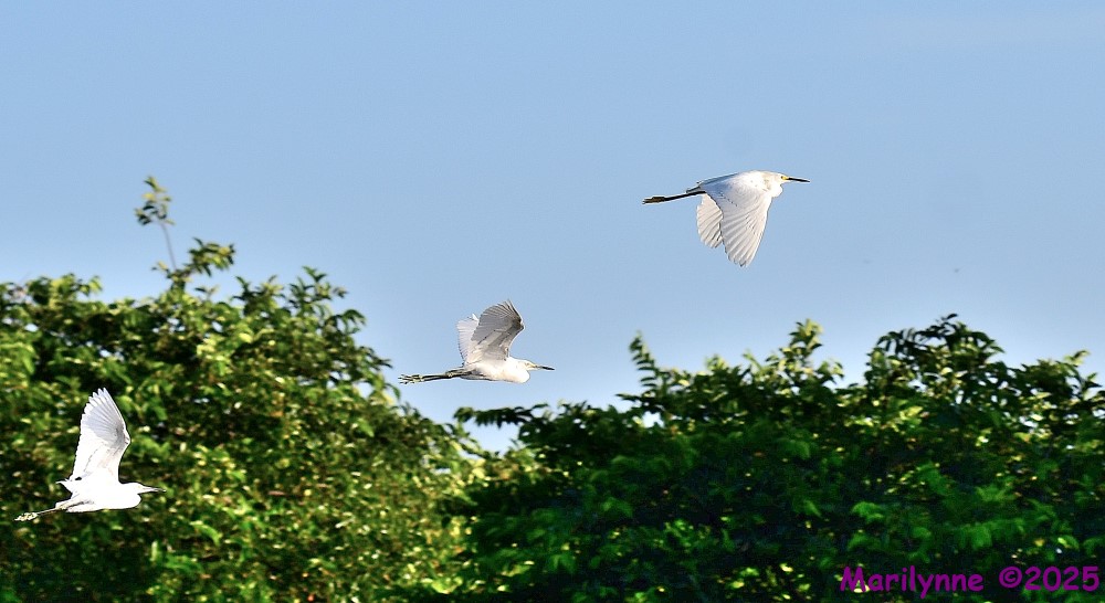 DSC_3968_001.JPG
