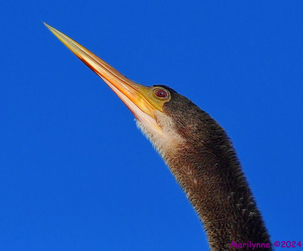 DSC_3969_001.JPG