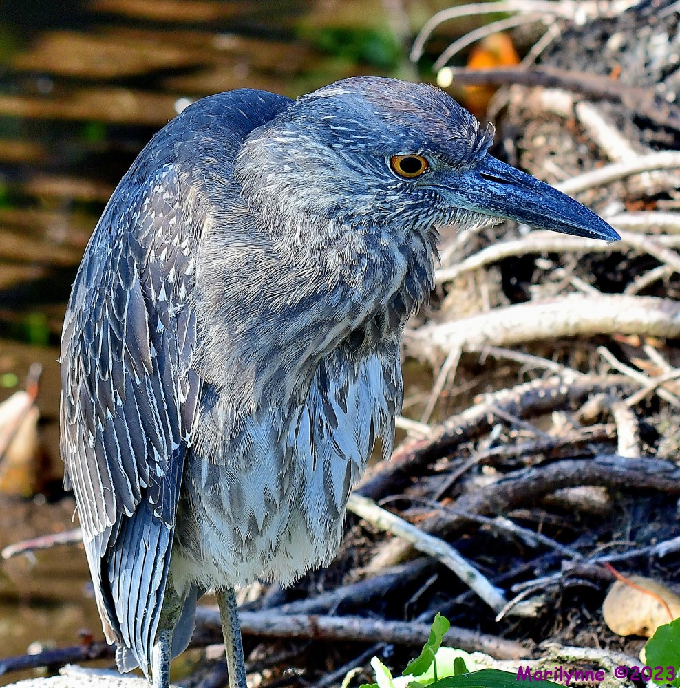DSC_3970_001.JPG