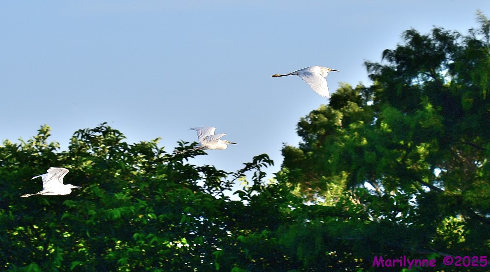 DSC_3970_001.JPG