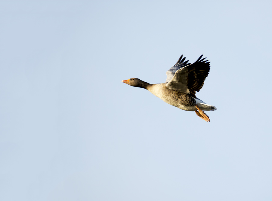 DSC_3971.jpg