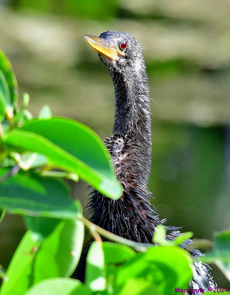 DSC_3972_001.JPG