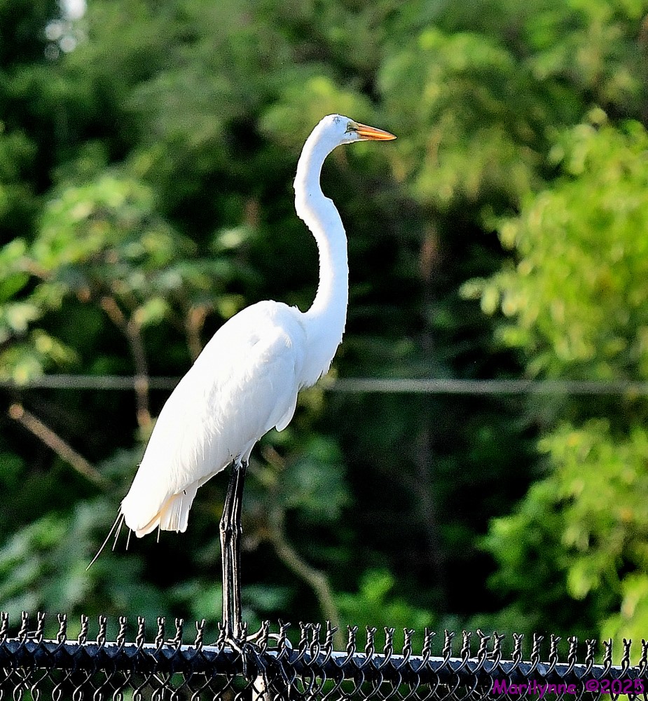 DSC_3973_001.JPG
