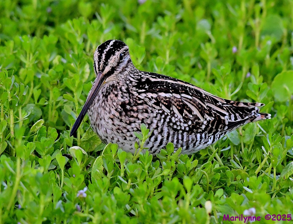 DSC_3974_001.JPG