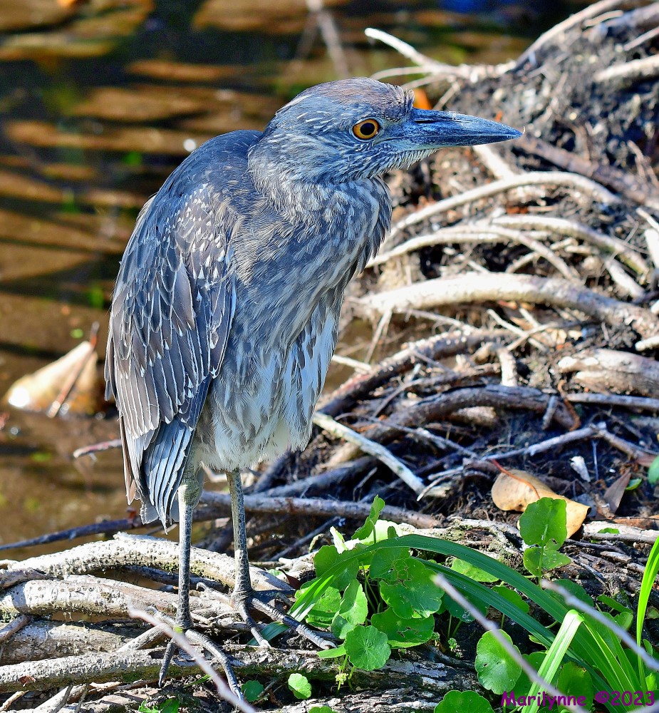 DSC_3974_stitch_001.JPG