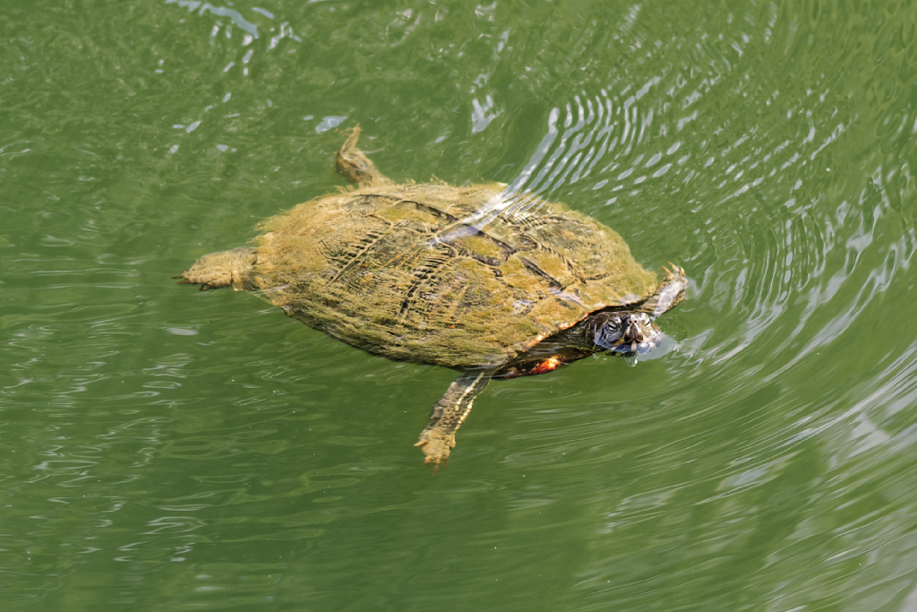 DSC_3975_DxO.jpg