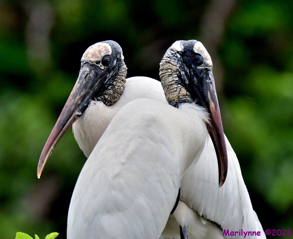 DSC_3976_001.JPG