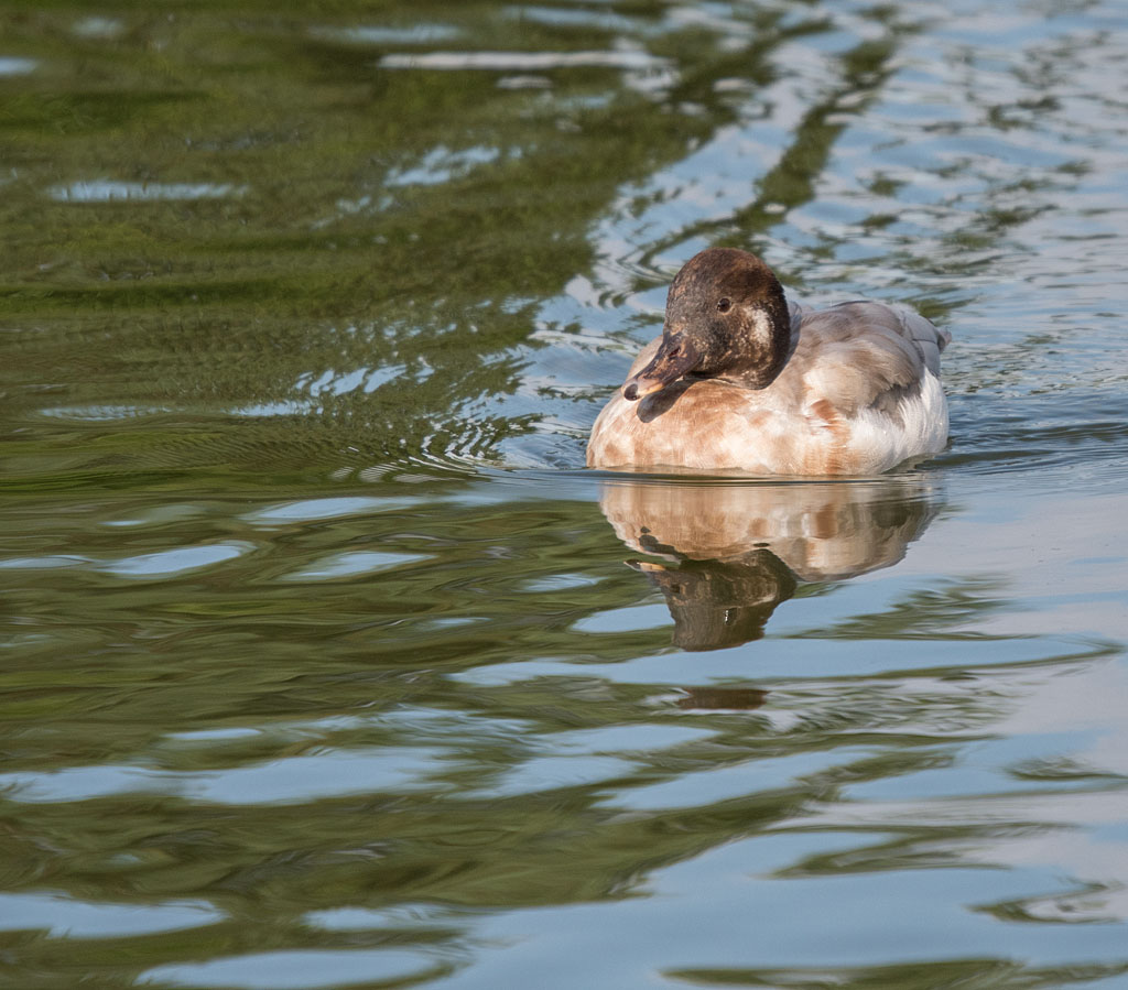DSC_3977.jpg