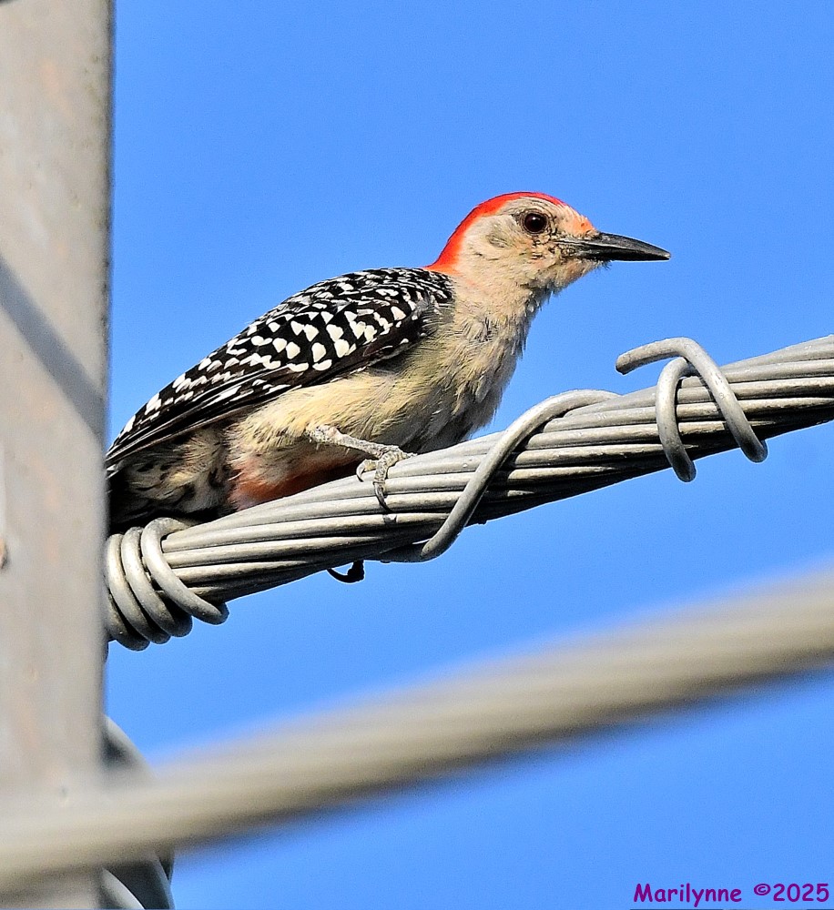 DSC_3977_001.JPG