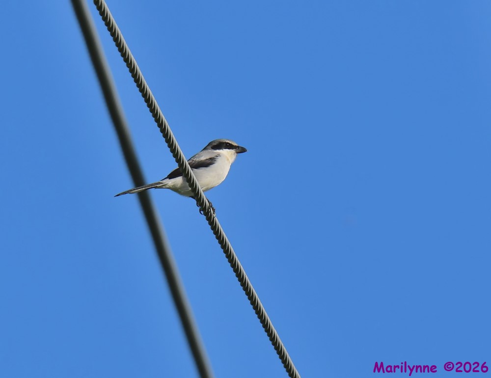 DSC_3977_001.JPG