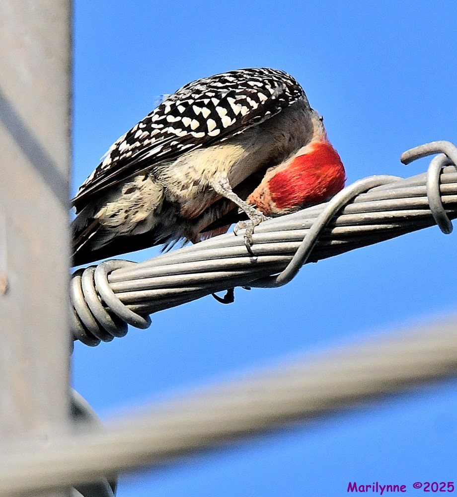 DSC_3979_001.JPG