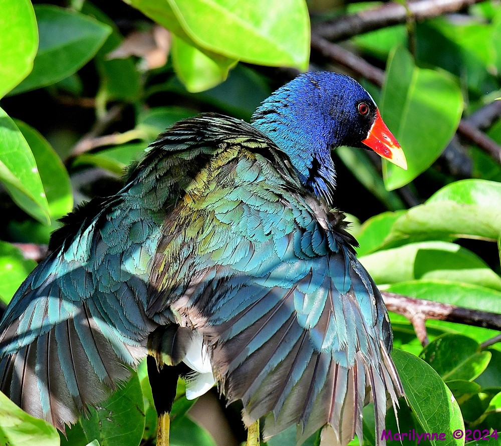 DSC_3980_001.JPG