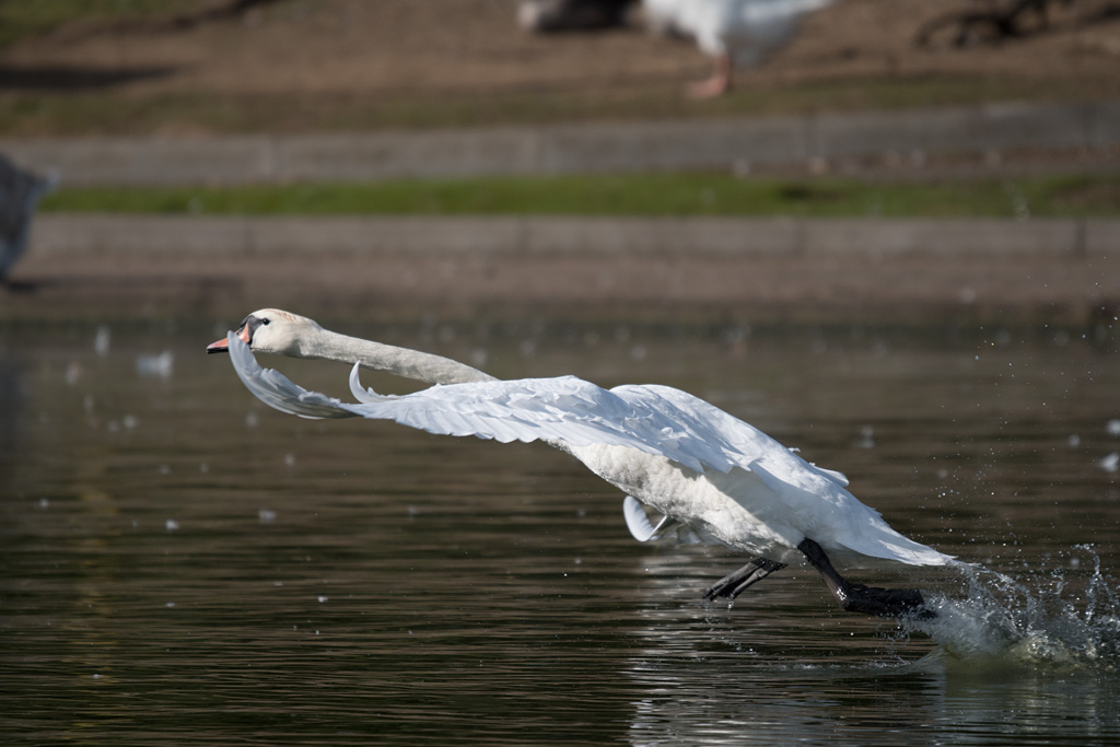 DSC_3984.jpg