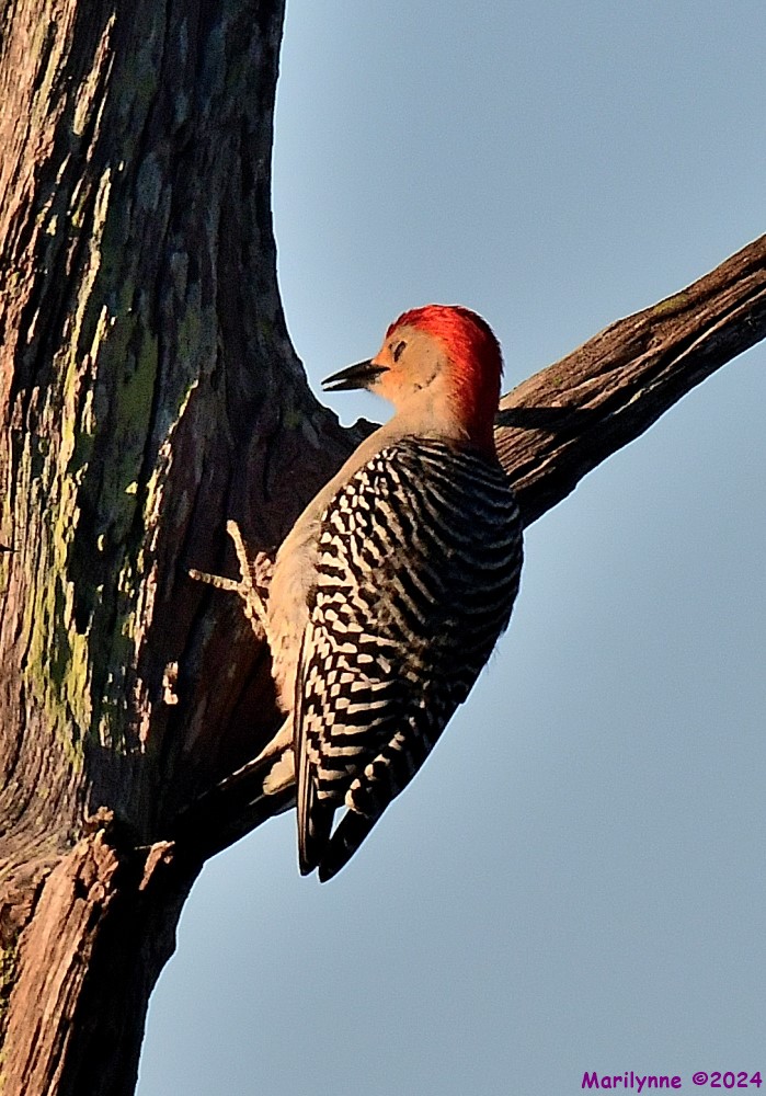 DSC_3984_001.JPG