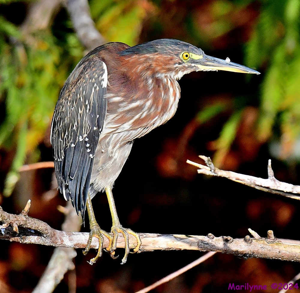 DSC_3984_001.JPG