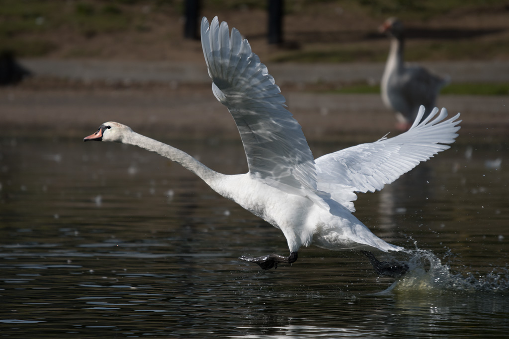 DSC_3985.jpg