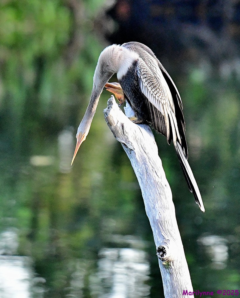 DSC_3985_001.JPG