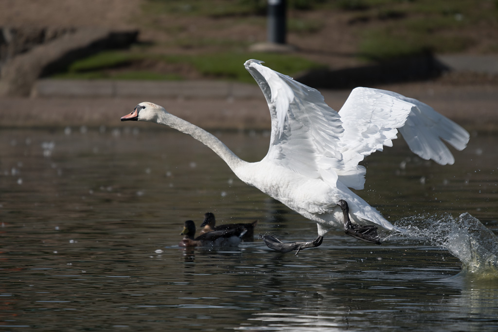 DSC_3986.jpg