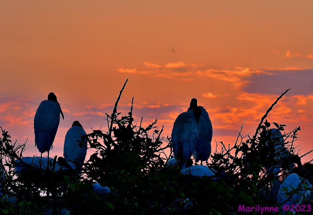 DSC_3986_001.JPG