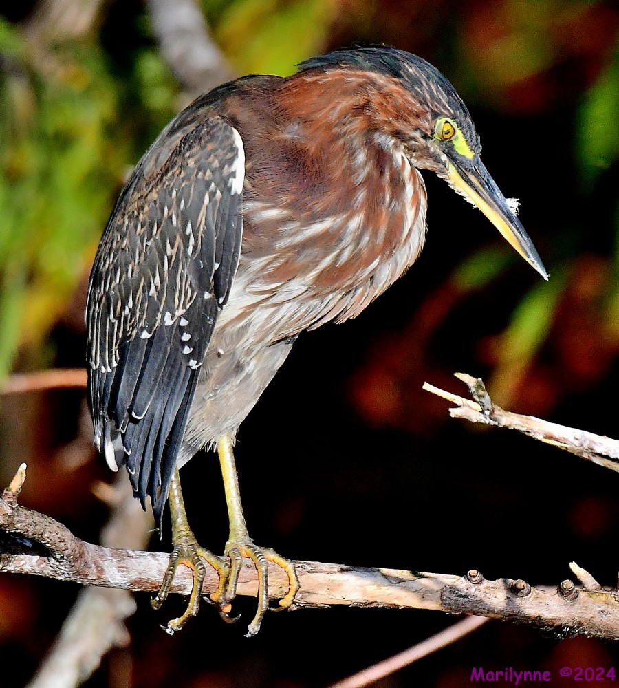 DSC_3986_001.JPG