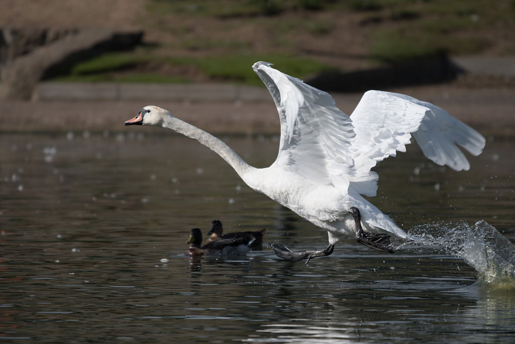 dsc_3986_36805372342_o.jpg