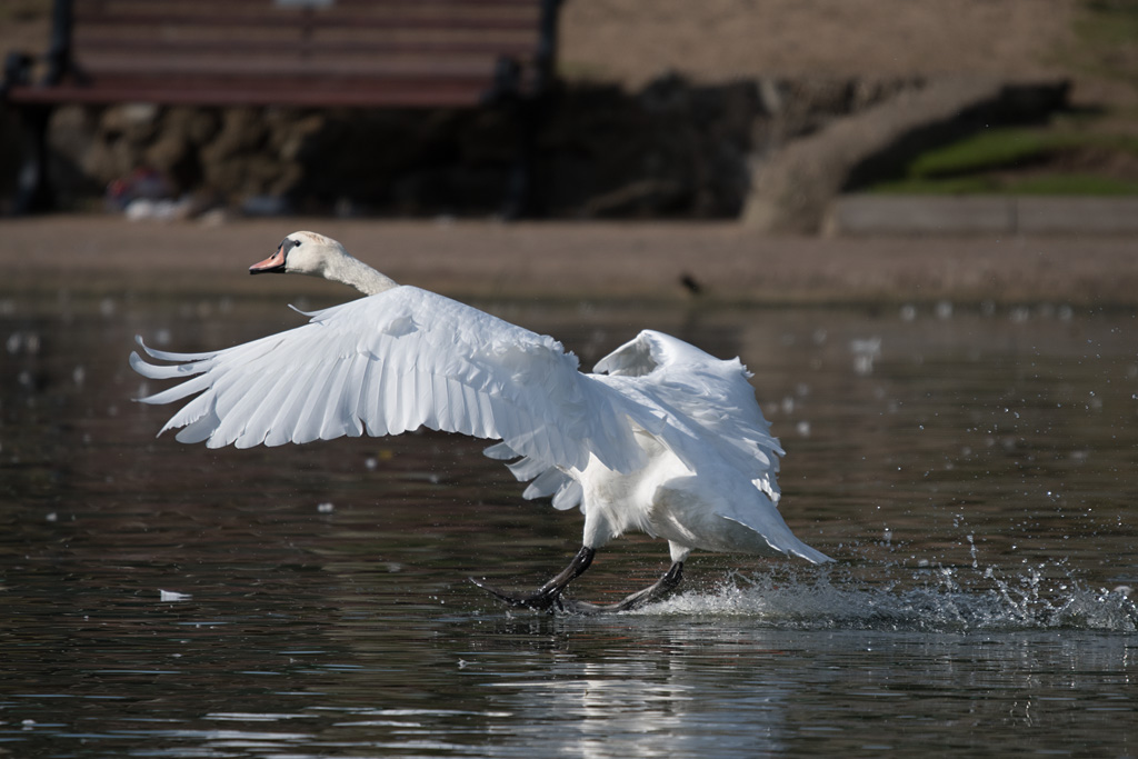 DSC_3987.jpg
