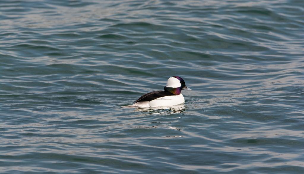DSC_3987.jpg