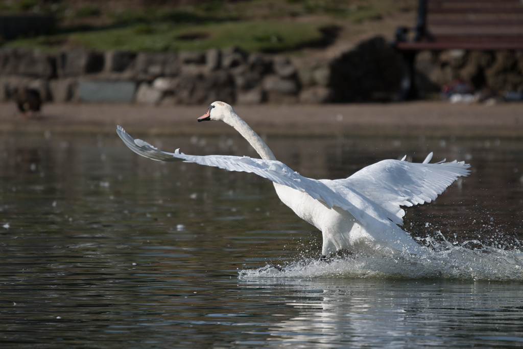 DSC_3988.jpg