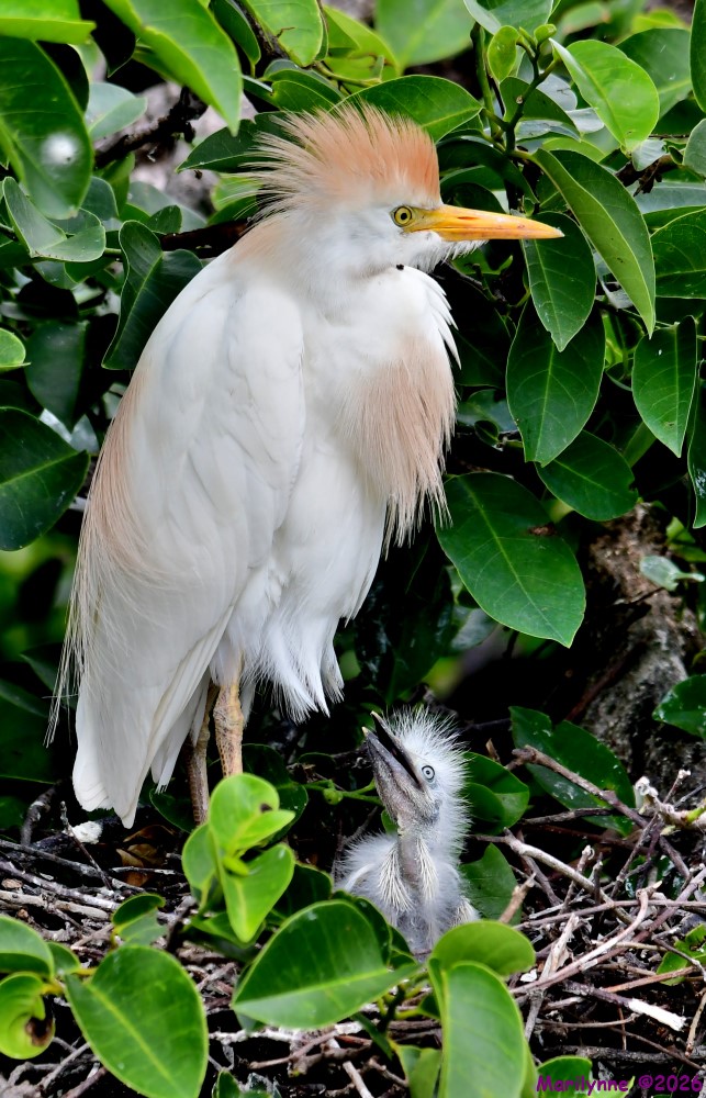 DSC_3988_001.JPG