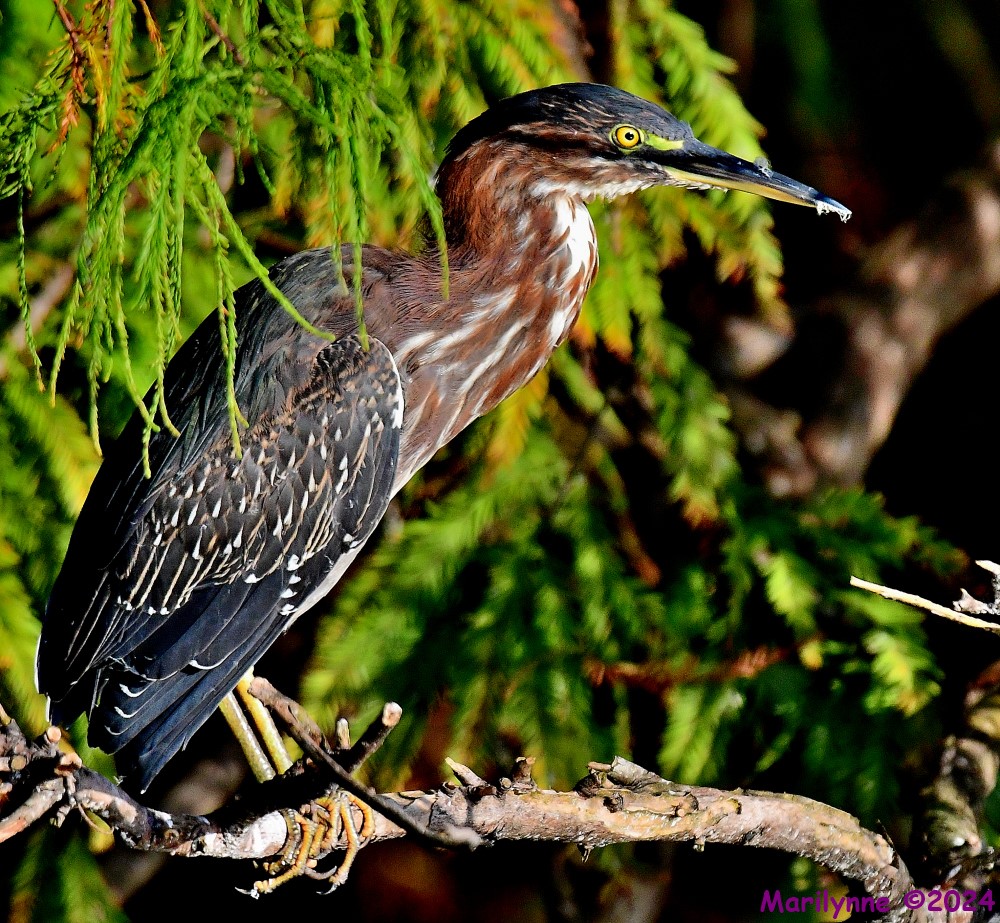 DSC_3989_001.JPG