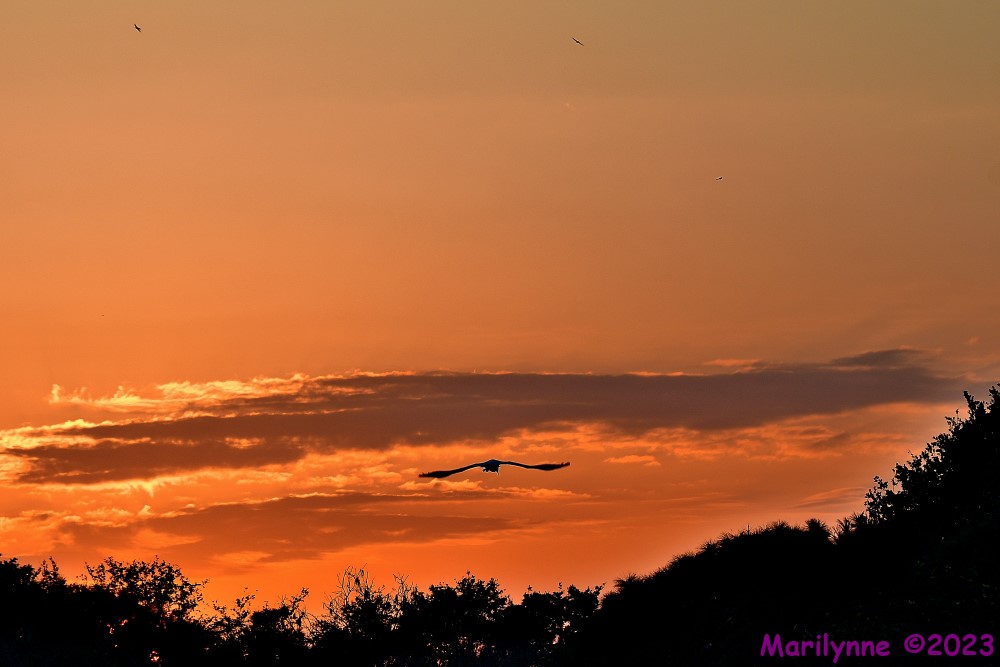 DSC_3997_001.JPG