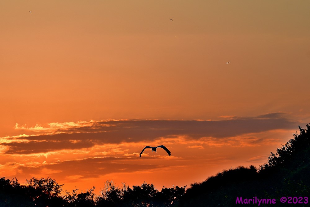 DSC_3998_001.JPG