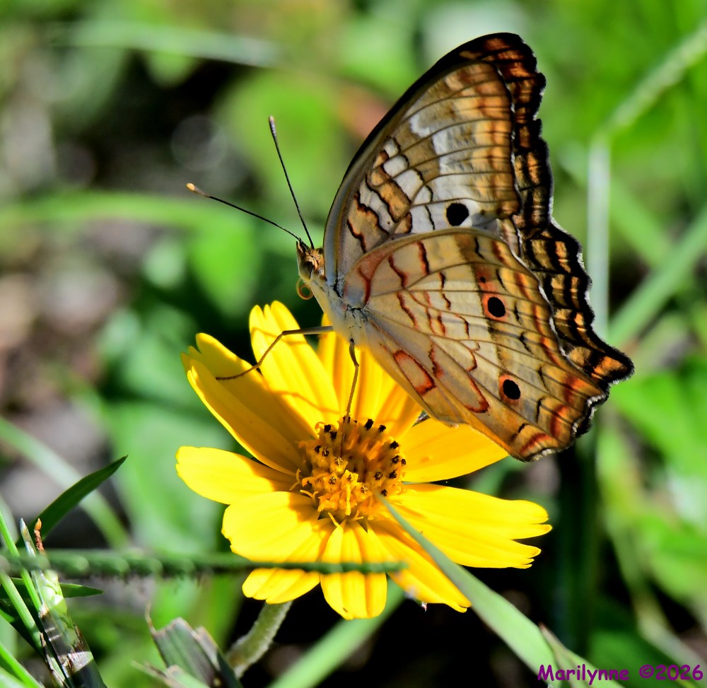 DSC_4000_001.JPG