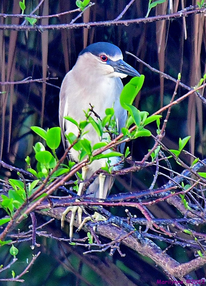 DSC_4001_001.JPG
