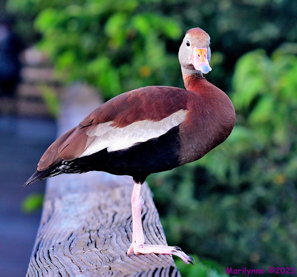 DSC_4002_001.JPG